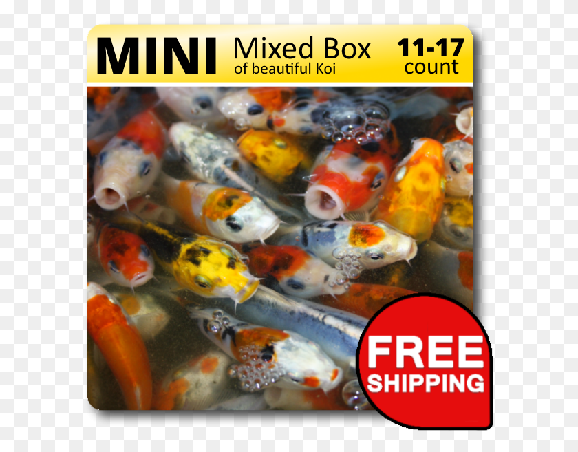 595x597 Mini Mixed Box Of Beautiful Koi Mini Mixed Box Marine Biology, Fish, Animal, Carp HD PNG Download