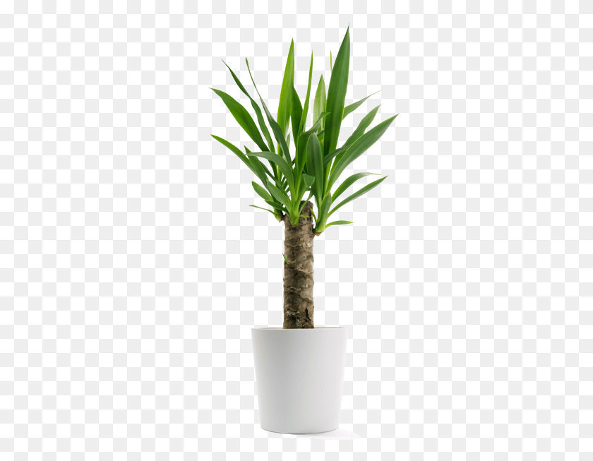 297x593 Mini Planta De Yucca, Árbol, Palmera, Arecaceae Hd Png