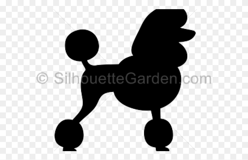 595x481 Miniature Poodle, Leisure Activities, Crowd HD PNG Download