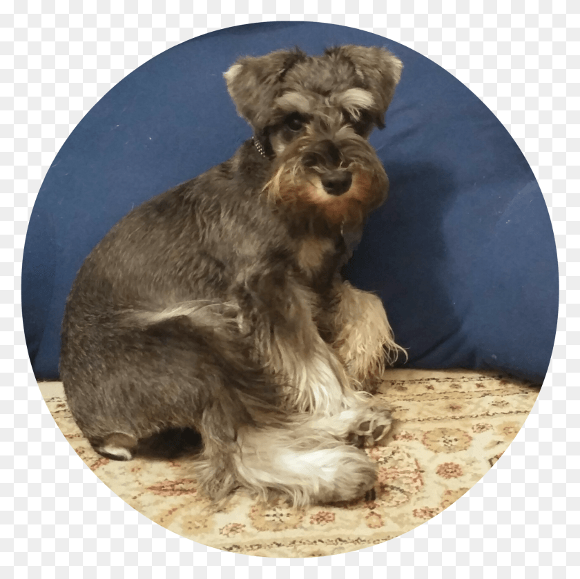 1747x1746 Miniature Schnauzer, Dog, Pet, Canine HD PNG Download