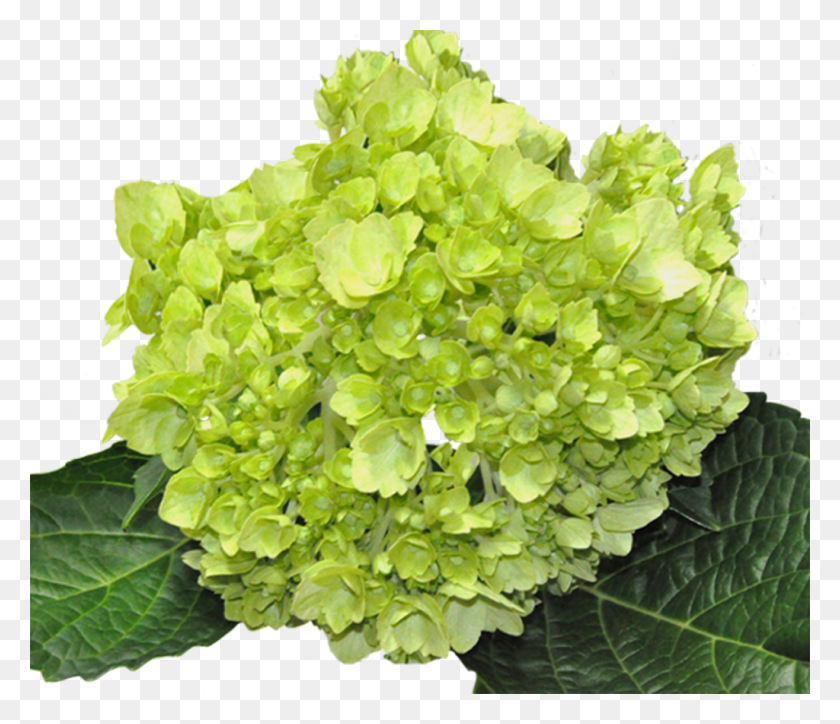 1024x873 Minigreen Lime Premium Green Lime Hydrangea, Plant, Leaf, Vegetation HD PNG Download
