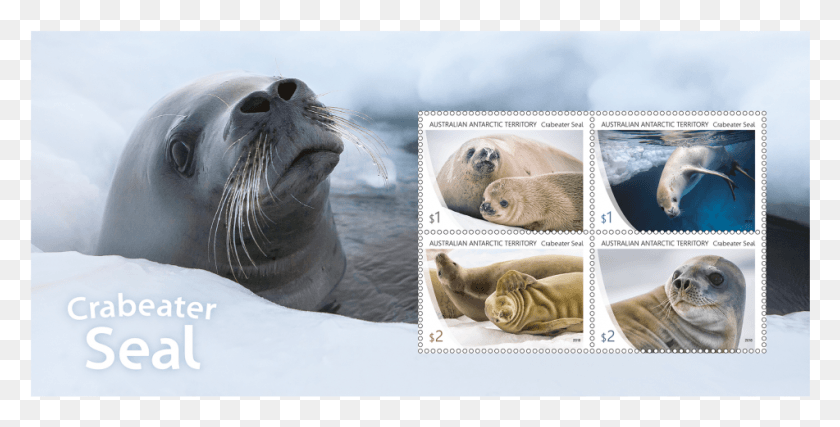 951x448 Minisheet Minisheet Crabeater Seal Stamps, Mammal, Sea Life, Animal HD PNG Download