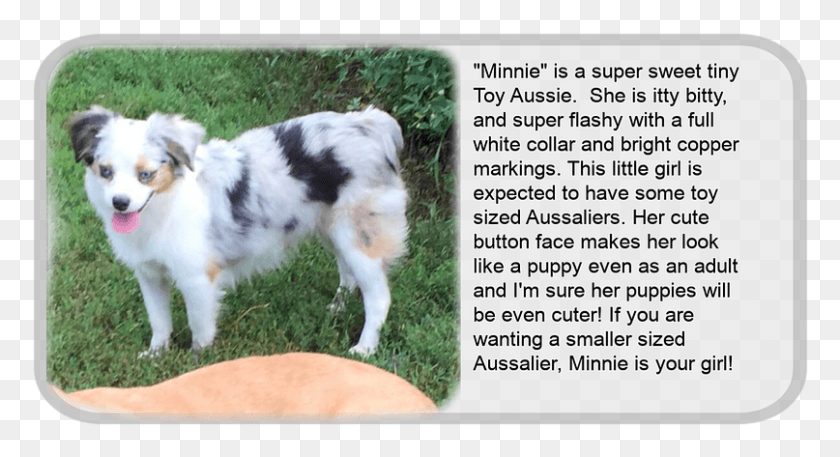 807x411 Minnie Miniature Australian Shepherd, Strap, Dog, Pet HD PNG Download
