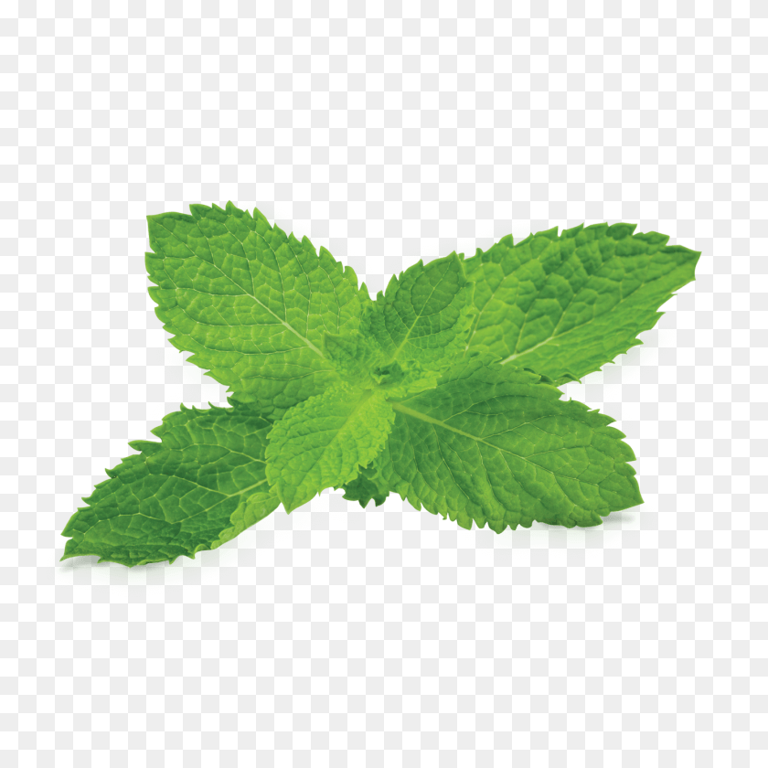 Mint, Herbs, Leaf, Plant Clipart PNG