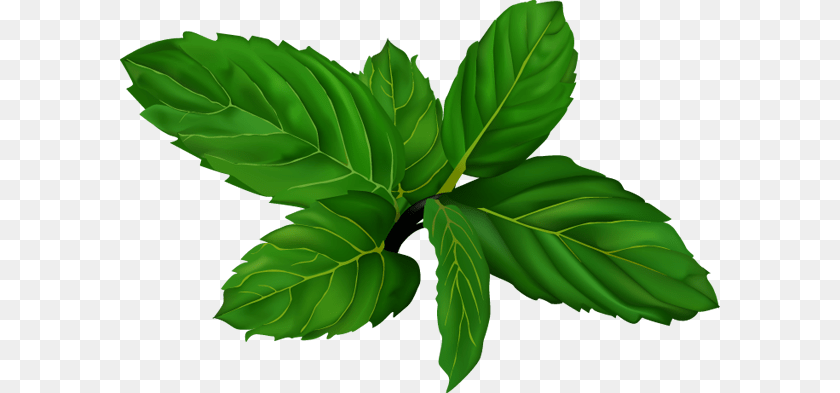 Mint, Green, Herbs, Leaf, Plant Sticker PNG
