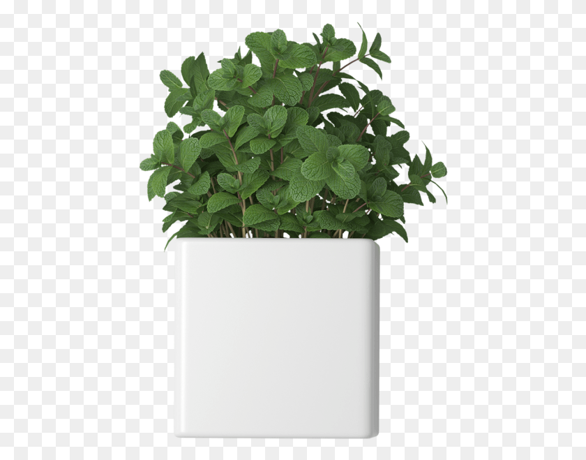 444x599 Mint In Flowerpot Flowerpot, Potted Plant, Plant, Vase Descargar Hd Png