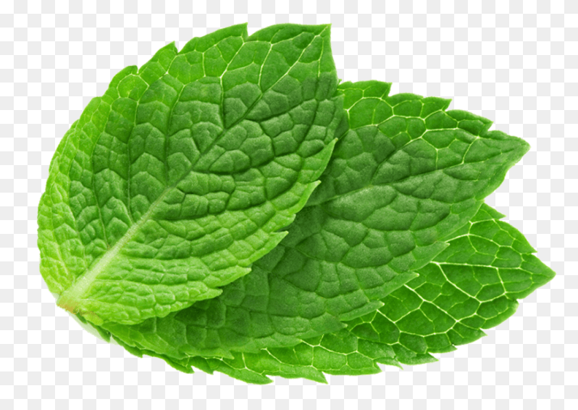 849x584 Mint Leaf With Transparent Background Mint Leaf, Potted Plant, Plant, Vase HD PNG Download
