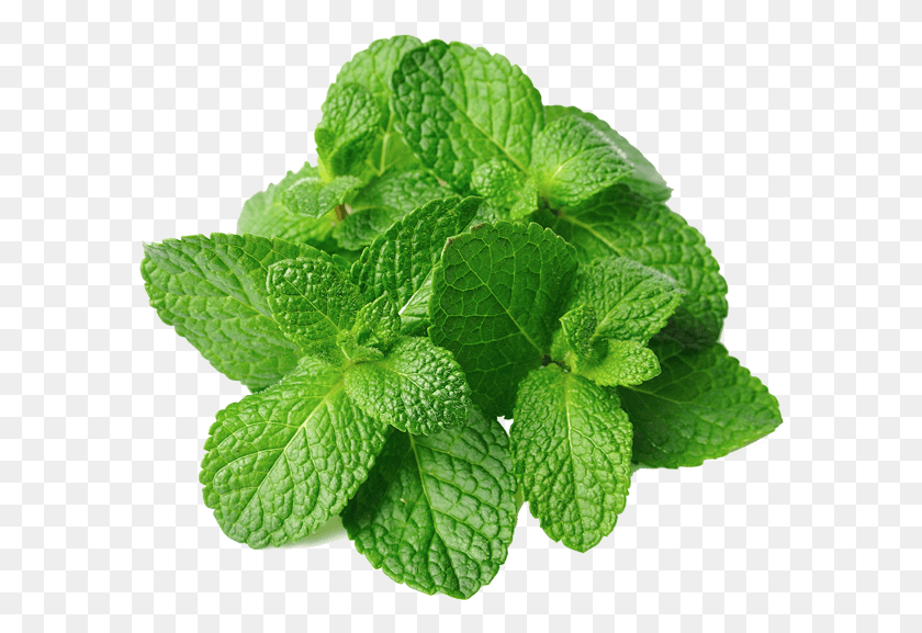 588x517 Mint Leaves For Free Mint Leaves, Potted Plant, Plant, Vase HD PNG Download