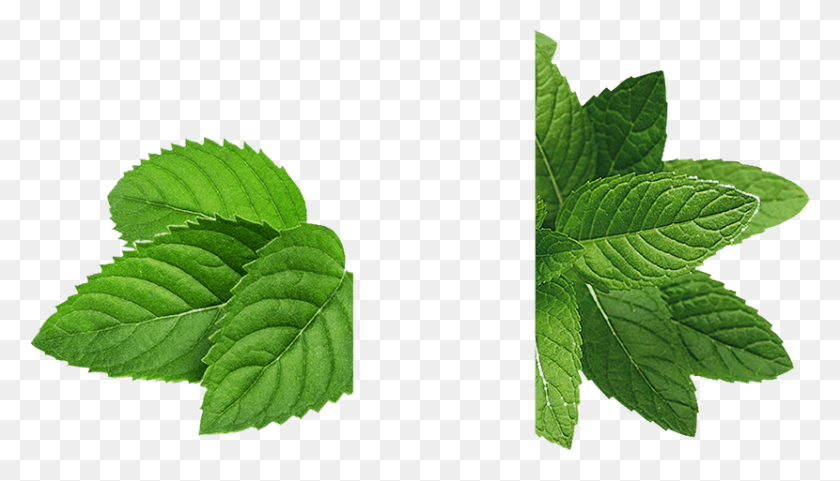 830x449 Mint Leaves Mint Leaf Transparent, Plant, Green, Vase HD PNG Download