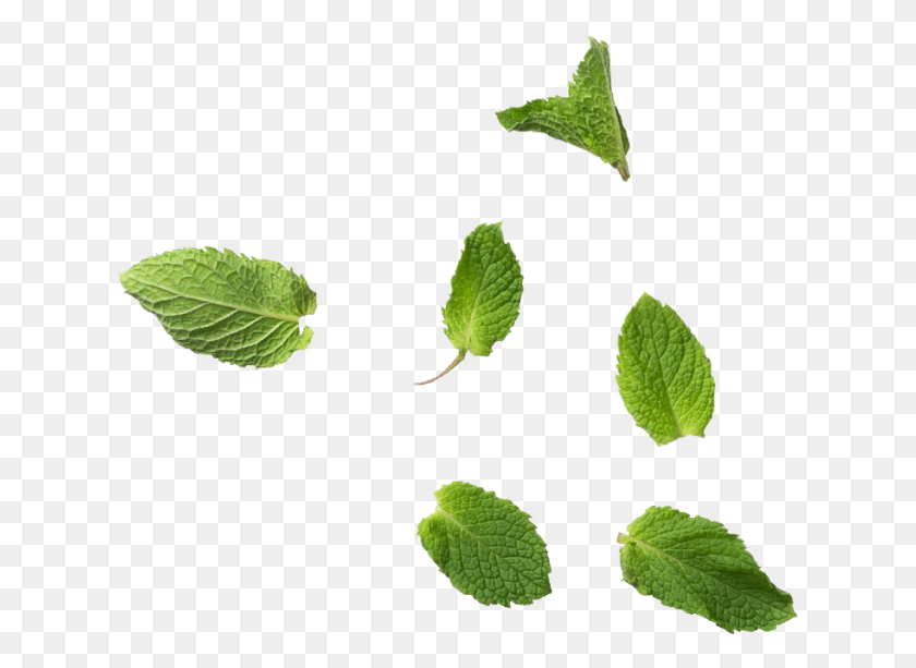 625x553 Листья Мяты Прозрачные Листья Мяты, Лист, Растение, Зеленый Hd Png Скачать