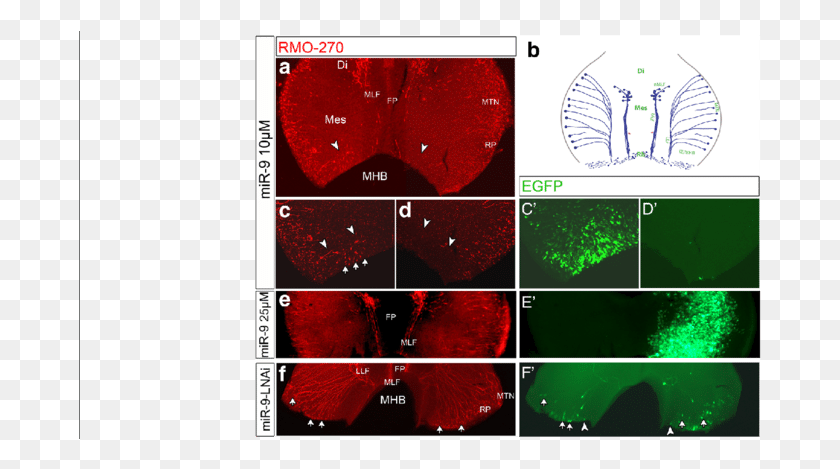 683x409 Mir 9 Promoted Neurogenesis In Mhb And Hindbrain Illustration, Plot, Diagram, Mountain Descargar Hd Png