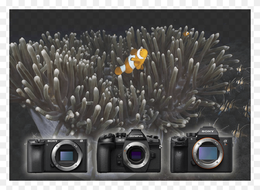 844x600 Беззеркальные Камеры Пленочная Камера, Морские Анемоны, Беспозвоночные, Морская Жизнь Png Скачать