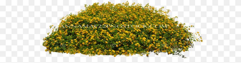 575x222 Misc Nature Stock Photos Small Flower Plant, Vegetation, Bush Transparent PNG