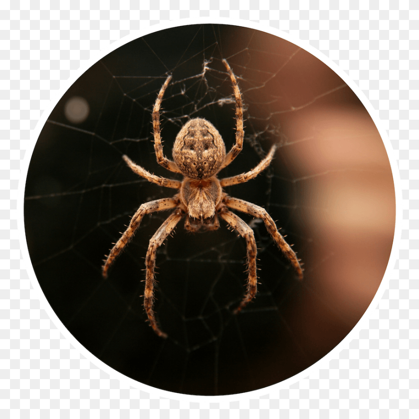 850x850 Мисс Маффет39S Revenge Garden Spider, Беспозвоночное, Животное, Паукообразный Png Скачать