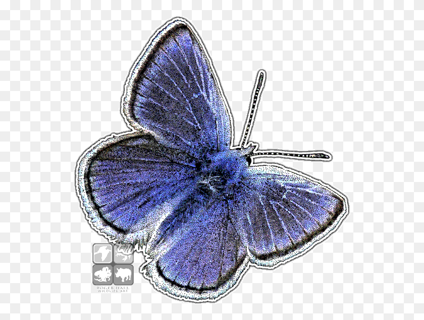 550x573 Mission Blue Butterfly, Jewelry, Accessories, Accessory HD PNG Download