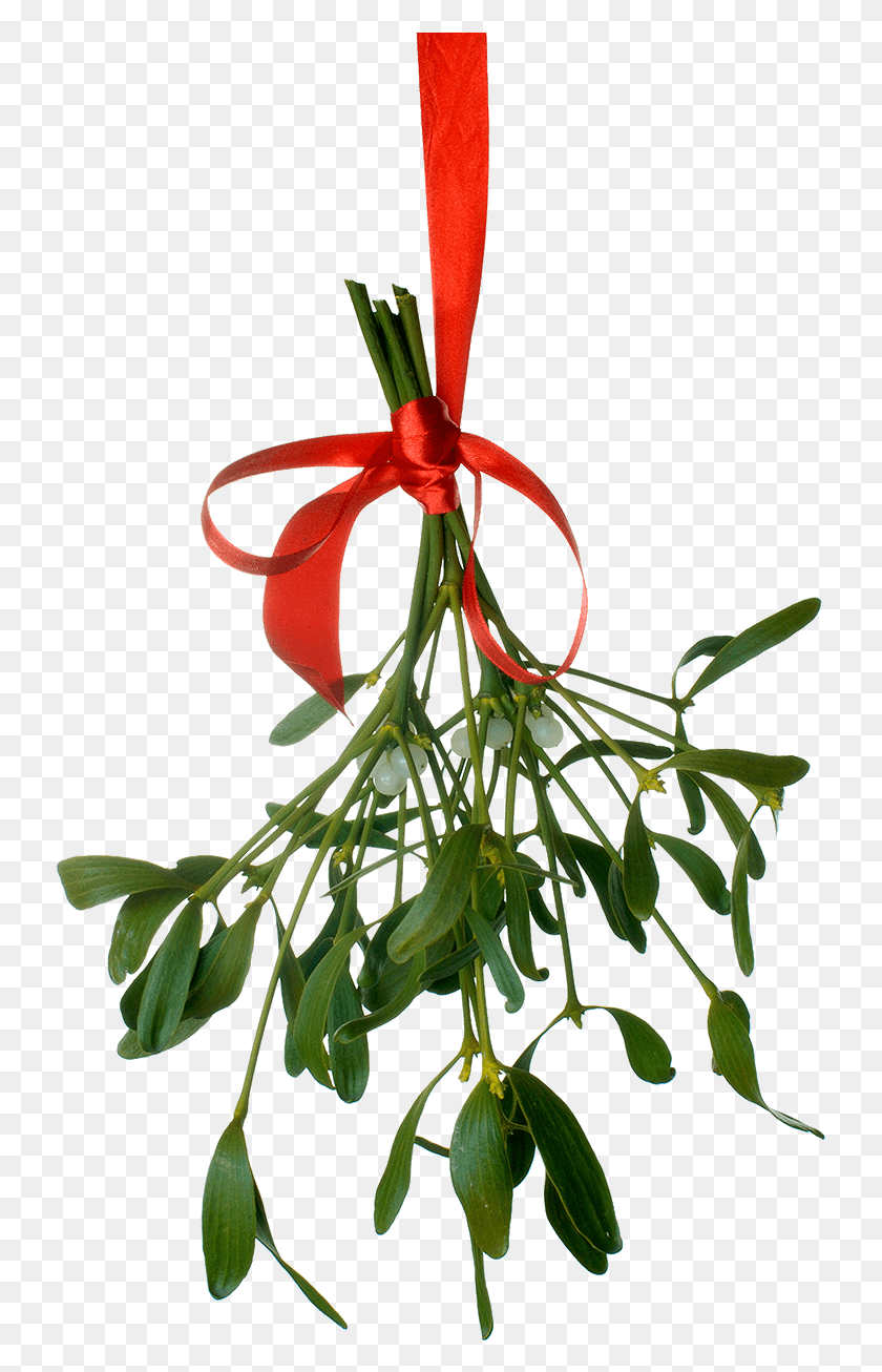 733x1246 Png Текстовое Сообщение Mistle Christmas Tumblr, Растение, Еда, Цветок Hd Png Скачать