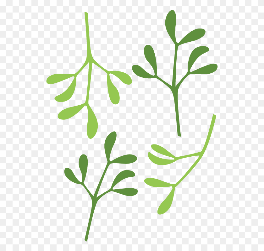547x741 Mistltoe Template In Mistletoe Leaf Template, Green, Plant, Vase HD PNG Download