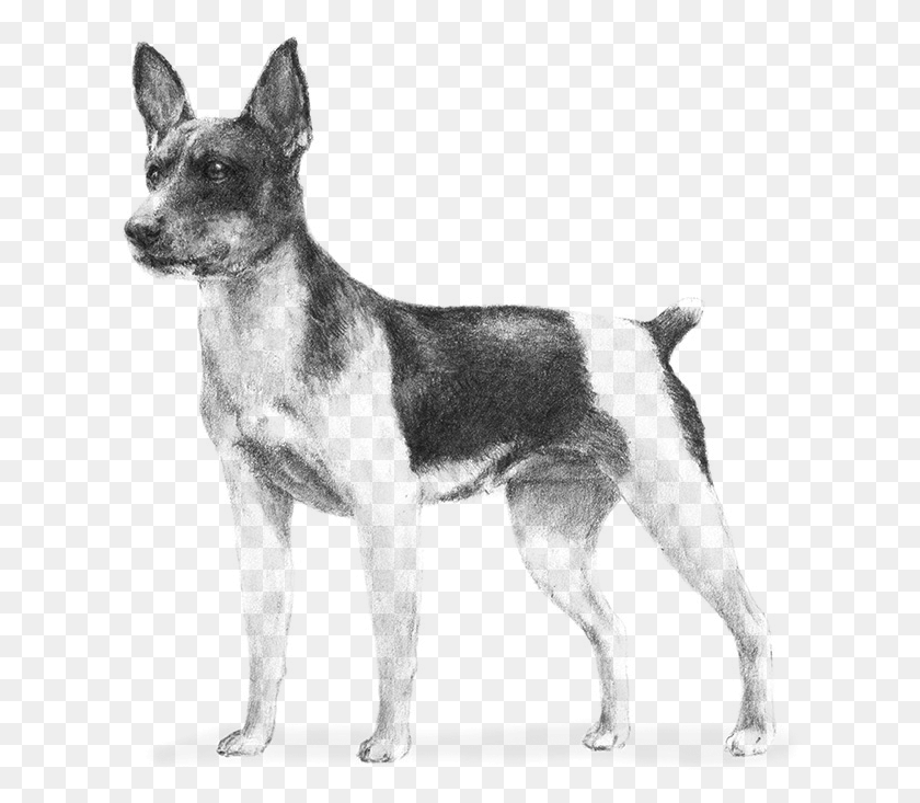 625x673 Смешанные Породы Древних Пород Собак, Серый, Мир Варкрафта Png Скачать