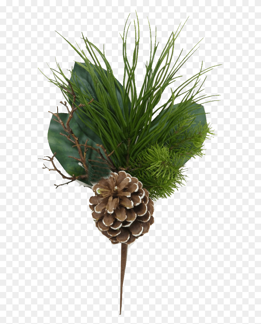 597x983 Mixed Evergreen Pick With Pinecones Conifer Cone, Tree, Plant, Pine HD PNG Download