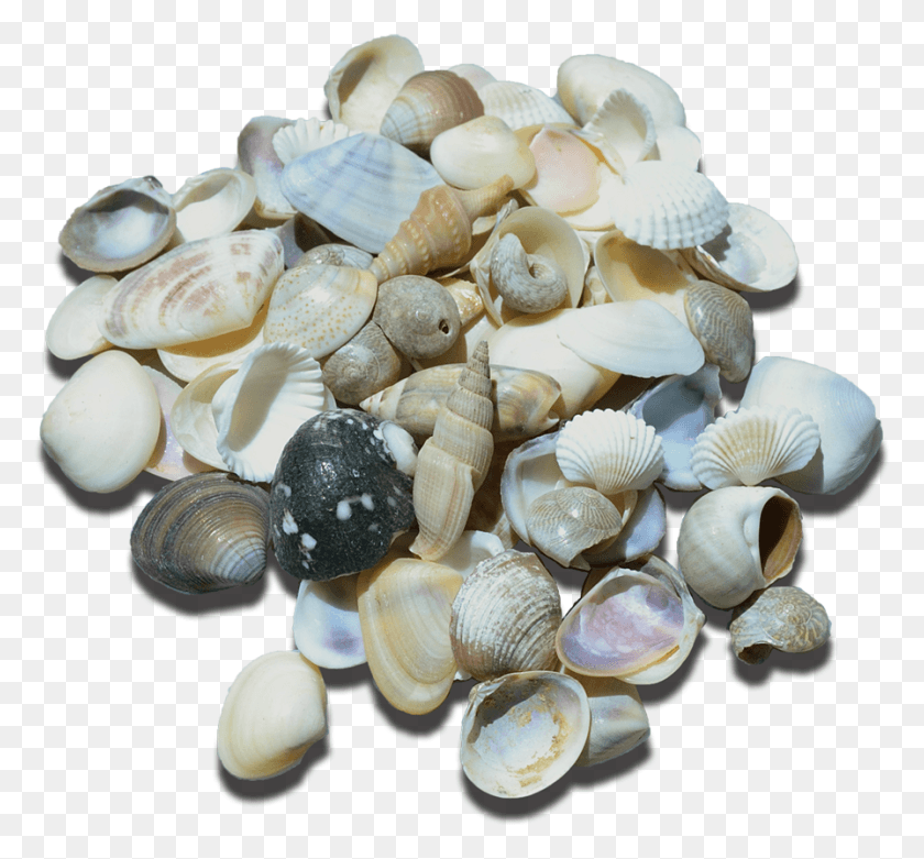 896x829 Mixed Seashells Assorted Craft Shells Mix Small Pebble, Clam, Seashell, Invertebrate HD PNG Download