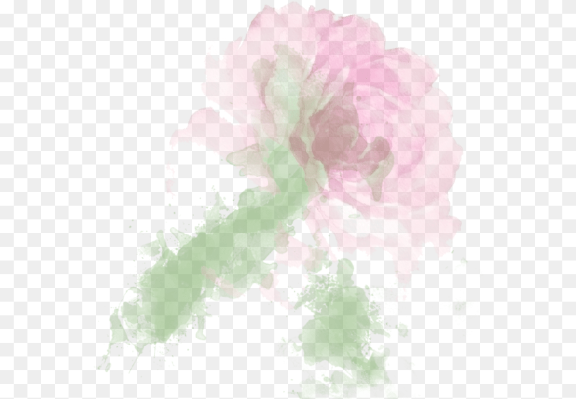 570x582 Mm Iii Thorn Common Peony, Carnation, Flower, Plant, Geranium Clipart PNG
