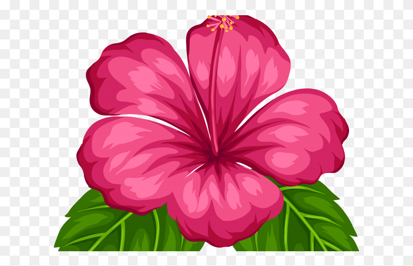 623x481 Moana, Plant, Hibiscus, Flower HD PNG Download