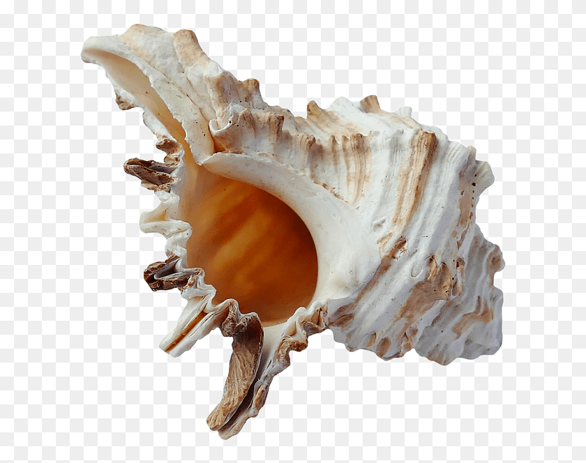 617x604 Moana Shell, Fungus, Conch, Seashell HD PNG Download