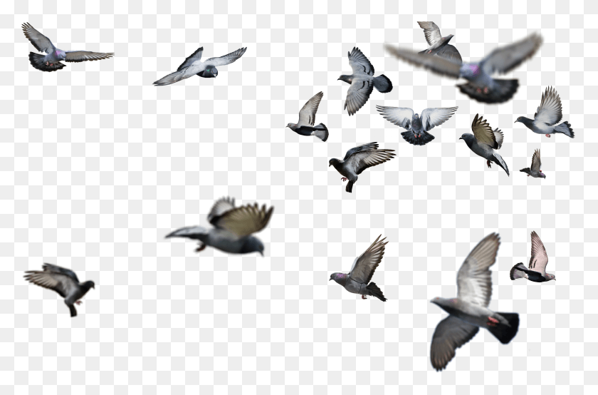 3879x2458 Mob Type High Resolution Birds, Flying, Bird, Animal HD PNG Download