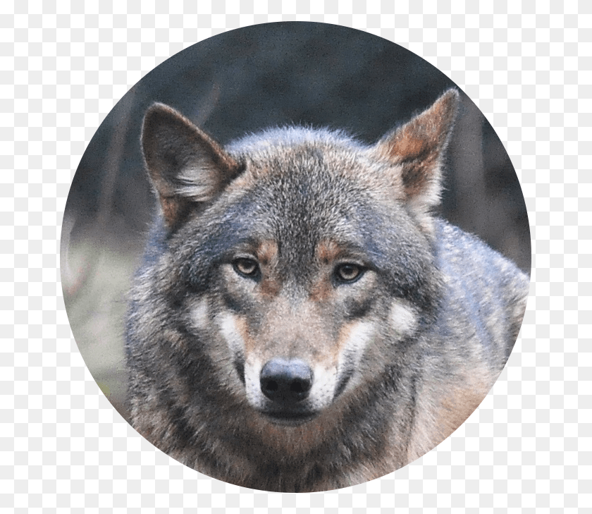 669x669 Mobile Diesel Technician Like A Lone Wolf Transparent Background Wolf, Mammal, Animal, Red Wolf HD PNG Download