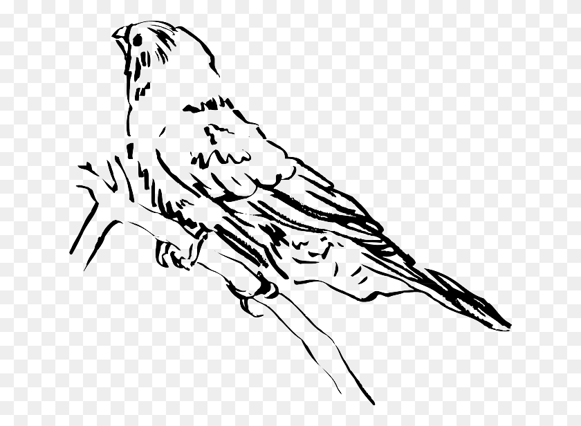 640x556 Dibujo De Pájaro Sinsonte, Jay, Pájaro, Animal Hd Png