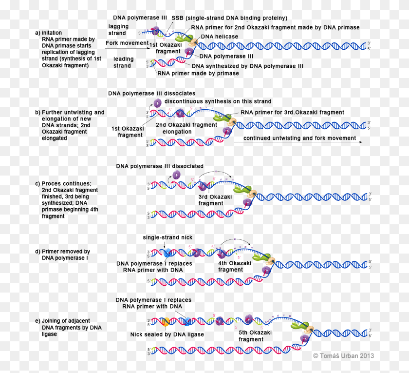 697x705 Model Dna Synthesis Steps, Outdoors, Nature, Text HD PNG Download