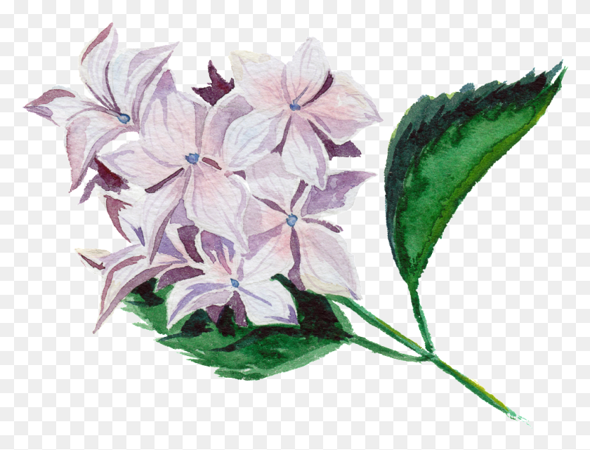 1004x749 Modern Hand Painted Transparent Watercolor Flowers, Plant, Flower, Blossom Descargar Hd Png