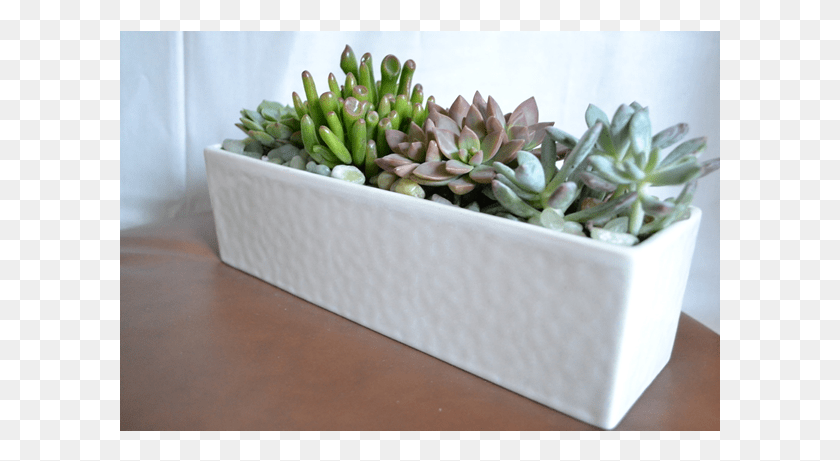 601x401 Modern Succulents, Potted Plant, Plant, Vase HD PNG Download