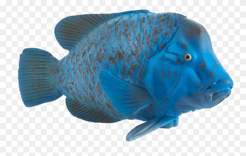 797x483 Mojo Blue Groper Blue Groper, Fish, Animal, Aquatic HD PNG Download