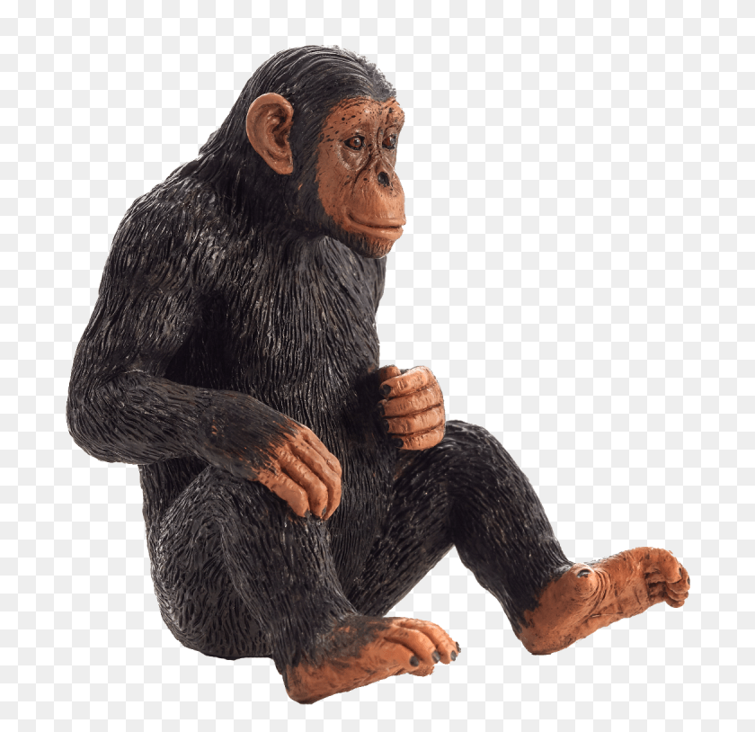 699x754 Mojo Chimpanzee, Ape, Wildlife, Mammal HD PNG Download