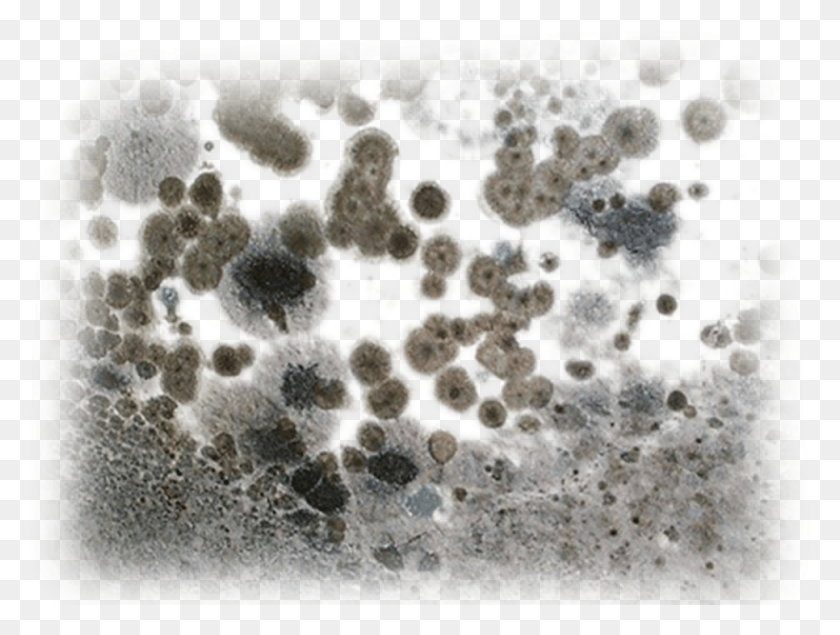 966x713 Mold Inspection Services Does Mold Look Like, Rug, Foam HD PNG Download