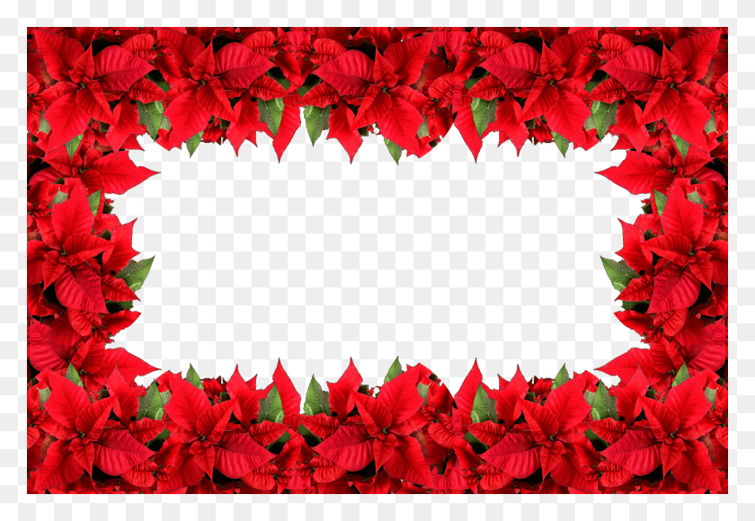 1600x1067 Moldura Nova Flor De Natal Poinsettia, Leaf, Plant, Maple Leaf HD PNG Download