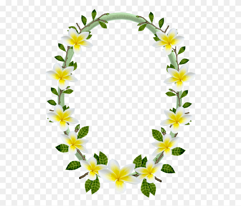 526x661 Moldura Oval Lily Family, Plant, Flower, Blossom Descargar Hd Png