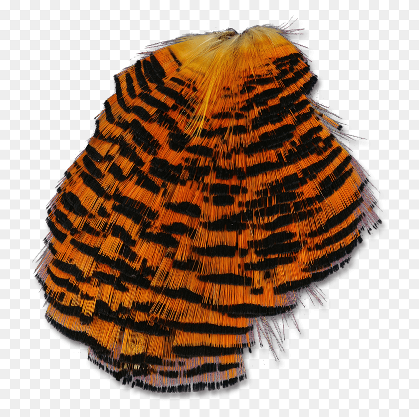 720x776 Moluscos, Invertebrados, Animales, Vida Marina Hd Png