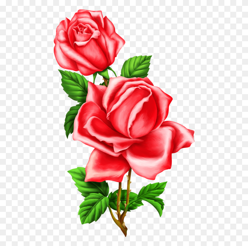 480x776 Mon Univers Red Rose Drawing Rose Clipart Imagenes De Rosas Para Sublimar, Plant, Flower, Blossom Hd Png Download
