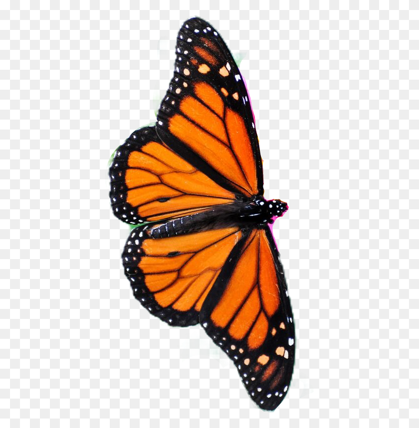 420x799 Бабочка Монарх, Насекомое, Беспозвоночное, Животное Hd Png Скачать