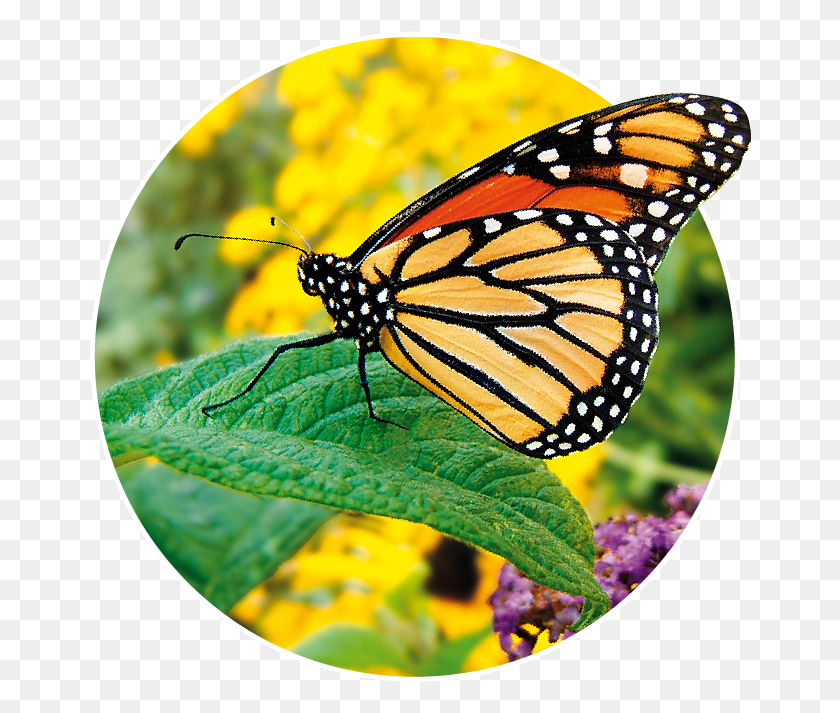 666x653 Monarch Butterfly, Monarch, Butterfly, Insect HD PNG Download