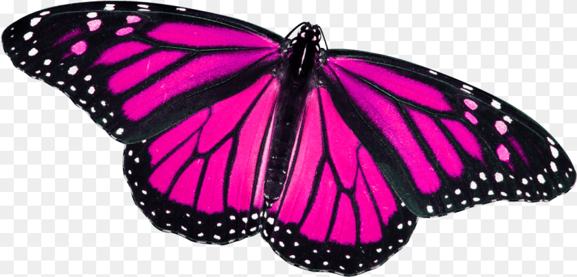 1213x583 Monarch Butterfly, Animal, Insect, Invertebrate, Purple PNG