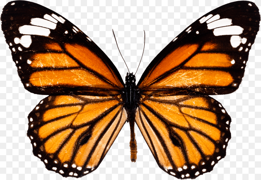 2703x1867 Monarch Butterfly Sticker PNG