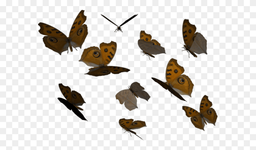 591x432 Monarch Butterfly Clipart Full Butterfly Collection, Insect, Invertebrate, Animal HD PNG Download