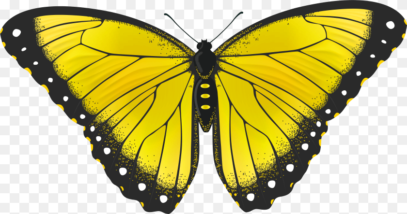 7833x4134 Monarch Butterfly Clipart Full Hd Yellow Butterfly Background Transparent PNG