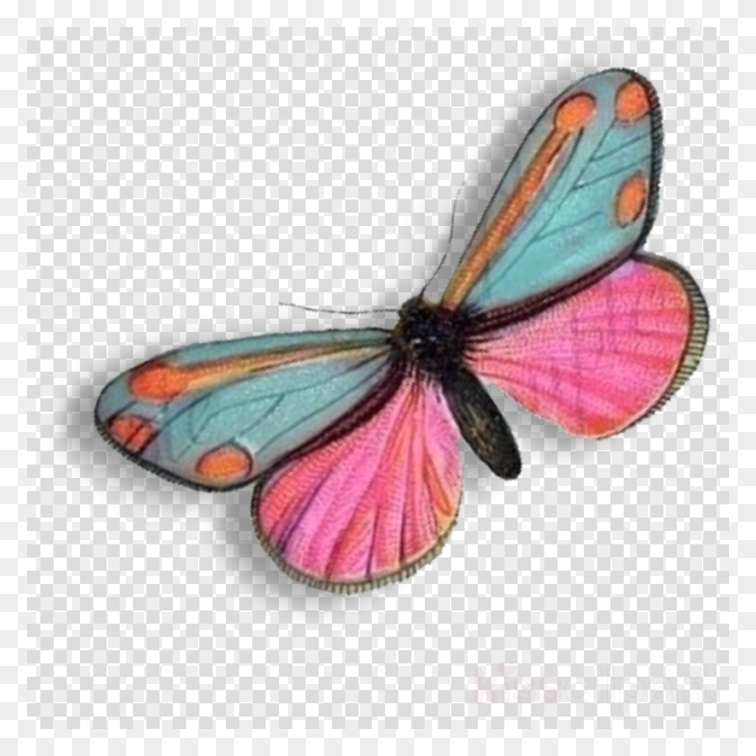 900x900 Monarch Butterfly Clipart Monarch Butterfly, Label, Text, Insect HD PNG Download