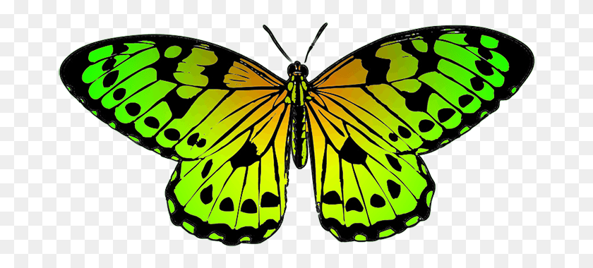 676x320 Monarch Butterfly Clipart Tropical Butterfly Yellow Orange Black Butterfly, Insect, Invertebrate, Animal HD PNG Download