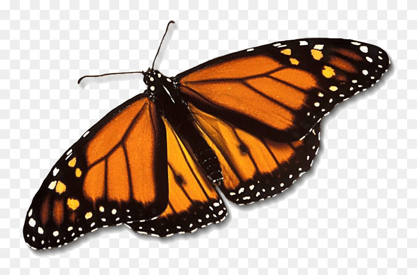 761x494 Бабочка Монарх Бесплатно Бабочка Монарх Прозрачный, Монарх, Бабочка, Насекомое Png Скачать