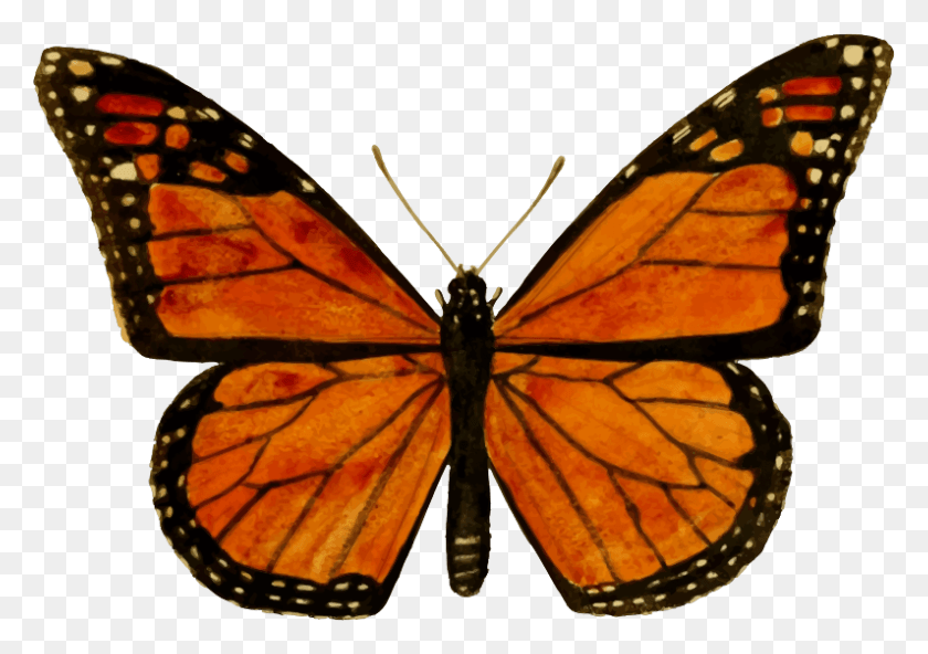 795x543 Бабочка Монарх Бабочка Монарх, Бабочка, Насекомое, Беспозвоночные Hd Png Скачать